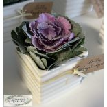 Díszkáposzta kerámia kaspóban rafia szalaggal, dekor kártyával  szukkulens flokkolt