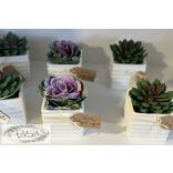 Díszkáposzta kerámia kaspóban rafia szalaggal, dekor kártyával  szukkulens flokkolt