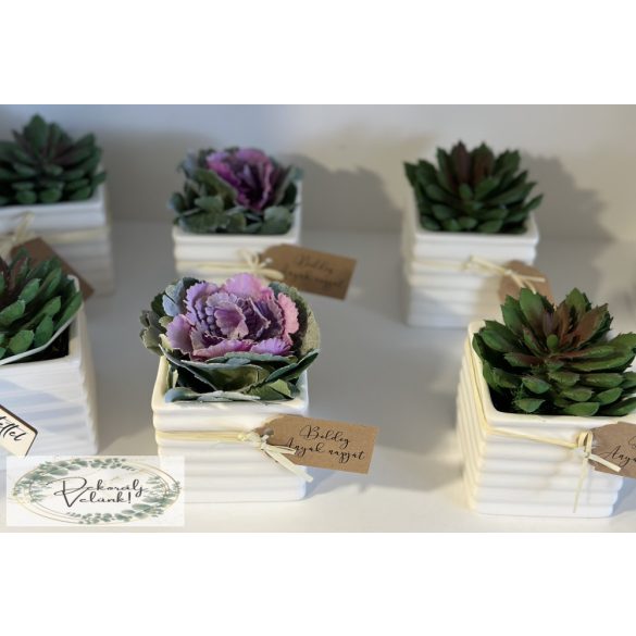 Díszkáposzta kerámia kaspóban rafia szalaggal, dekor kártyával  szukkulens flokkolt