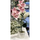 Orchidea kaspóban kicsi
