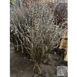 Barka köteg 60-70 cm friss, élő