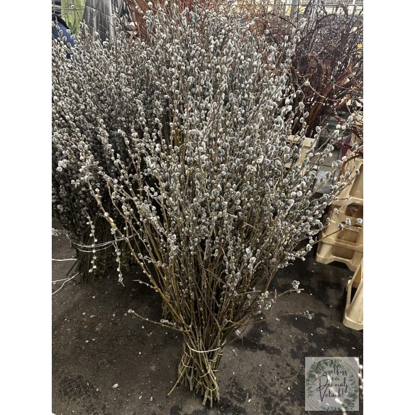 Barka köteg 60-70 cm friss, élő