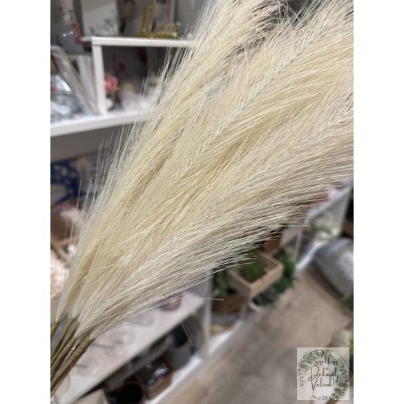 Pampafű pampa fű 55 cm ombrés átmenetes 10 db/csomag