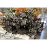 Eukaliptusz csokor 5 szál, 34 cm barna végű rusztikus őszi