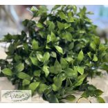 Ruscus ruszkusz 5 szál, 32 cm zöld
