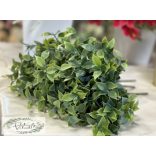 Ruscus 5 szál, 32 cm hamvas 