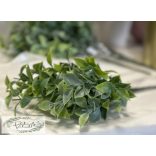 Ruscus 5 szál, 32 cm hamvas 