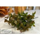 Ruscus ruszkusz 5 szál, 32 cm őszi narancsos végű