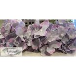 Hortenzia fej 12 cm  világos lilás 
